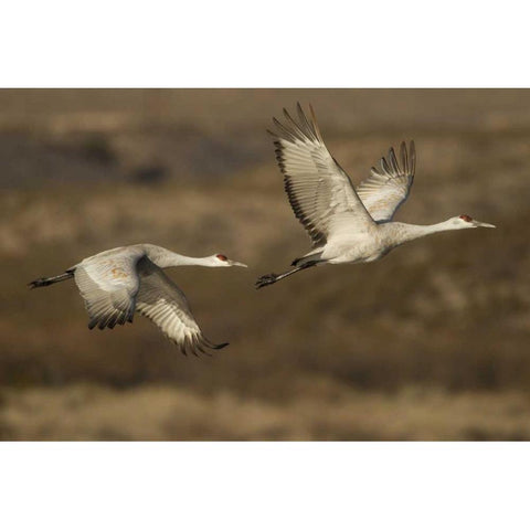 New Mexico Sandhill cranes in flight Black Modern Wood Framed Art Print by Illg, Cathy and Gordon