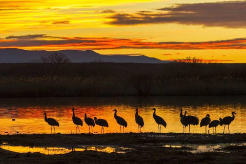 New Mexico, Bosque Del Apache Sandhill cranes White Modern Wood Framed Art Print with Double Matting by Illg, Cathy and Gordon