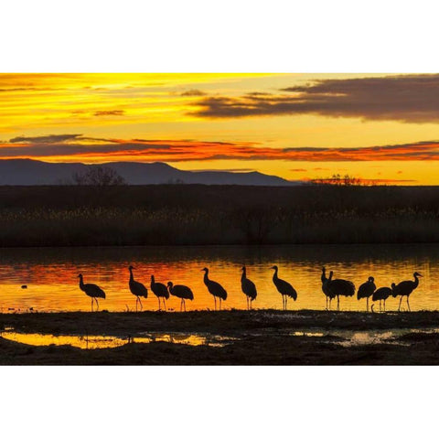 New Mexico, Bosque Del Apache Sandhill cranes Black Modern Wood Framed Art Print by Illg, Cathy and Gordon