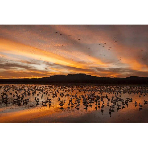 New Mexico, Bosque Del Apache snow geese sunset Black Modern Wood Framed Art Print by Illg, Cathy and Gordon