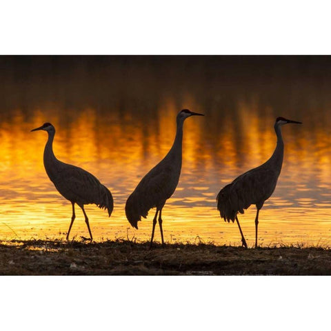 New Mexico, Bosque Del Apache Sandhill cranes Black Modern Wood Framed Art Print by Illg, Cathy and Gordon