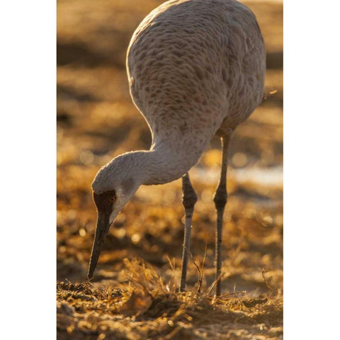 New Mexico Sandhill crane foraging Black Modern Wood Framed Art Print by Illg, Cathy and Gordon