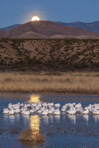 New Mexico Moonset over snow geese White Modern Wood Framed Art Print with Double Matting by Illg, Cathy and Gordon