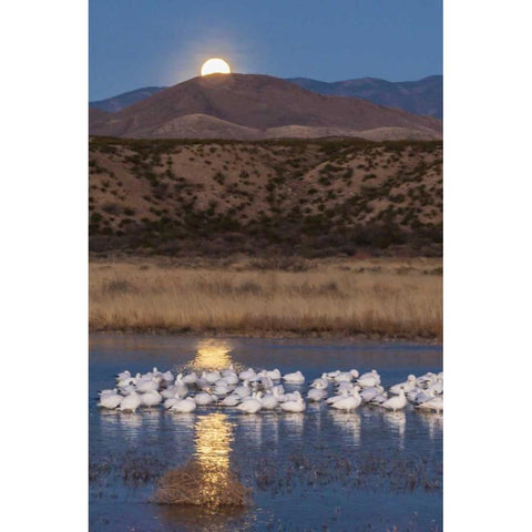 New Mexico Moonset over snow geese Black Modern Wood Framed Art Print by Illg, Cathy and Gordon