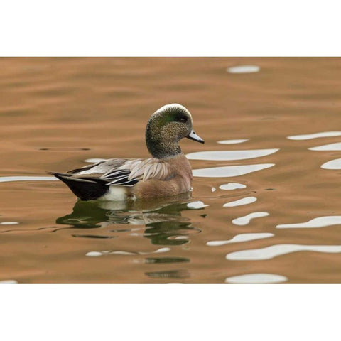 USA, New Mexico American widgeon duck in water Black Modern Wood Framed Art Print with Double Matting by Illg, Cathy and Gordon