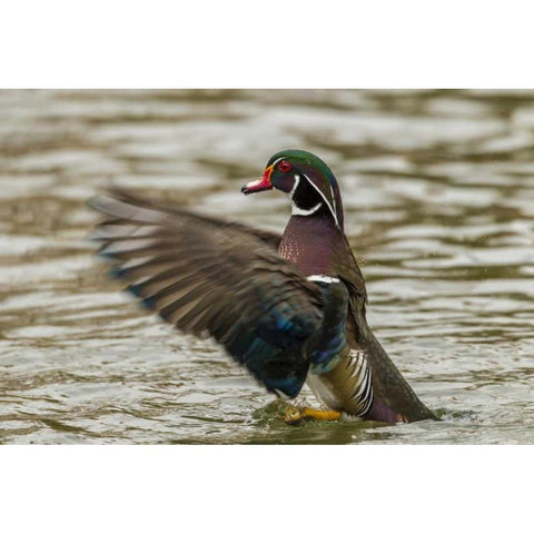 USA, New Mexico Wood duck taking off in water Black Modern Wood Framed Art Print by Illg, Cathy and Gordon