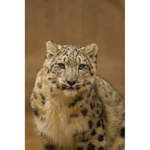 New Mexico, Albuquerque Close-up of snow leopard Black Modern Wood Framed Art Print by Illg, Cathy and Gordon