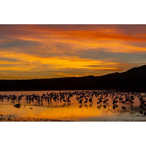 New Mexico Sandhill cranes in water at sunset Black Modern Wood Framed Art Print by Illg, Cathy and Gordon
