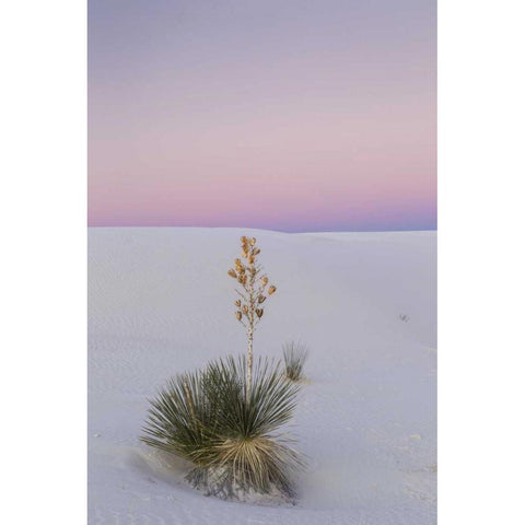 New Mexico, White Sands NM Yucca plant at sunset White Modern Wood Framed Art Print by Illg, Cathy and Gordon