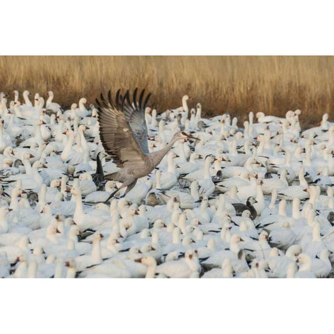 New Mexico Sandhill crane amid snow geese Black Modern Wood Framed Art Print with Double Matting by Illg, Cathy and Gordon