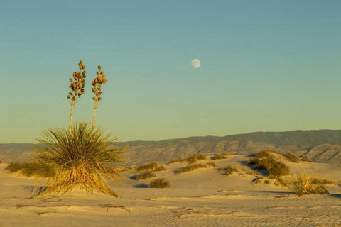 New Mexico, White Sands NM Moonrise over desert White Modern Wood Framed Art Print with Double Matting by Illg, Cathy and Gordon