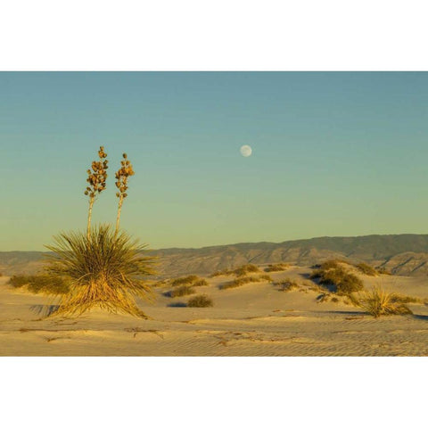 New Mexico, White Sands NM Moonrise over desert Black Modern Wood Framed Art Print by Illg, Cathy and Gordon