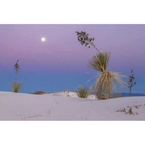 New Mexico, White Sands NM Moonrise over desert Black Modern Wood Framed Art Print by Illg, Cathy and Gordon