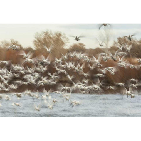 New Mexico Flock of snow geese taking flight Black Modern Wood Framed Art Print with Double Matting by Illg, Cathy and Gordon