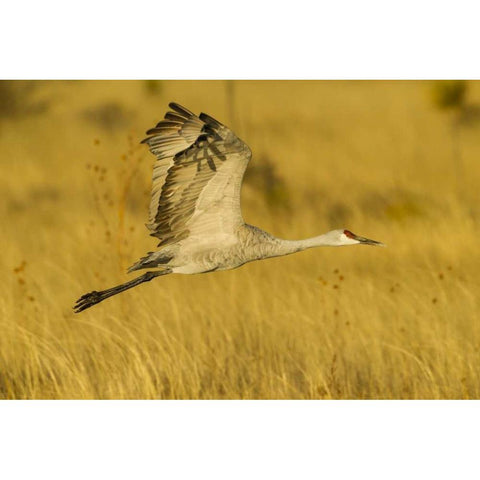 New Mexico Sandhill crane in flight Gold Ornate Wood Framed Art Print with Double Matting by Illg, Cathy and Gordon