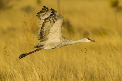 New Mexico Sandhill crane in flight Black Ornate Wood Framed Art Print with Double Matting by Illg, Cathy and Gordon