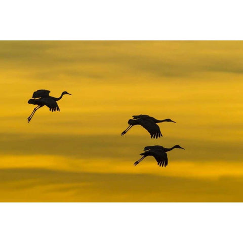New Mexico Silhouette of Sandhill cranes flying Black Modern Wood Framed Art Print by Illg, Cathy and Gordon