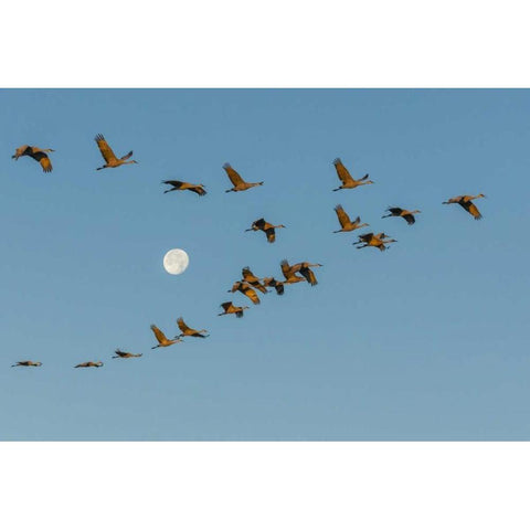 New Mexico Sandhill cranes fly past full moon Black Modern Wood Framed Art Print with Double Matting by Illg, Cathy and Gordon
