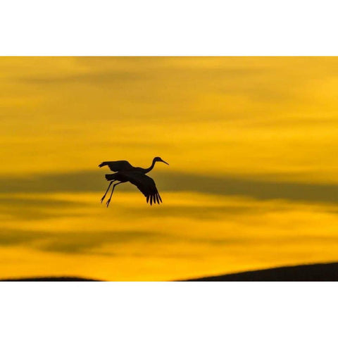 New Mexico Silhouette of Sandhill crane flying Black Modern Wood Framed Art Print by Illg, Cathy and Gordon