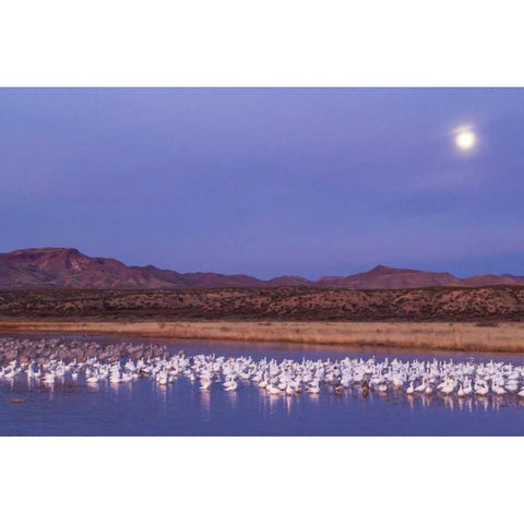 New Mexico Moonset over snow geese Black Modern Wood Framed Art Print by Illg, Cathy and Gordon