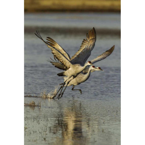 New Mexico Two Sandhill cranes taking flight Black Modern Wood Framed Art Print by Illg, Cathy and Gordon