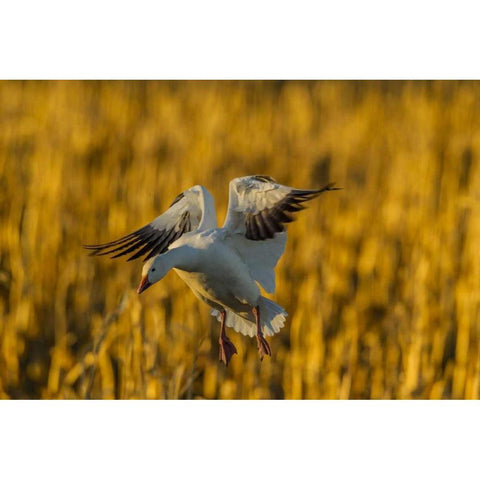 New Mexico, Bosque del Apache Snow goose landing Black Modern Wood Framed Art Print by Illg, Cathy and Gordon