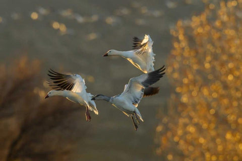 New Mexico Snow geese in flight Black Ornate Wood Framed Art Print with Double Matting by Illg, Cathy and Gordon