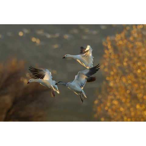 New Mexico Snow geese in flight Black Modern Wood Framed Art Print by Illg, Cathy and Gordon