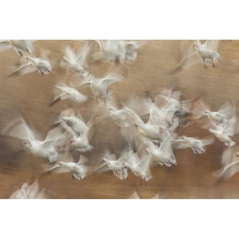 New Mexico Flock of snow geese taking flight Black Modern Wood Framed Art Print by Illg, Cathy and Gordon