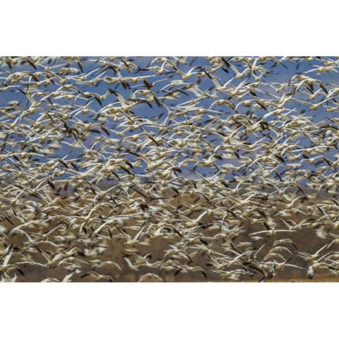 New Mexico Flock of snow geese taking flight Black Modern Wood Framed Art Print by Illg, Cathy and Gordon