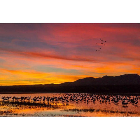 New Mexico Sandhill cranes in water at sunset Black Modern Wood Framed Art Print with Double Matting by Illg, Cathy and Gordon
