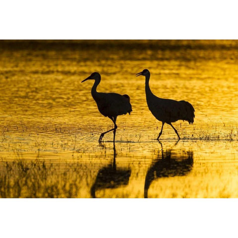New Mexico Silhouette of Sandhill cranes Black Modern Wood Framed Art Print with Double Matting by Illg, Cathy and Gordon