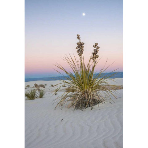 New Mexico, White Sands NM Moon over yucca plant Black Modern Wood Framed Art Print by Illg, Cathy and Gordon