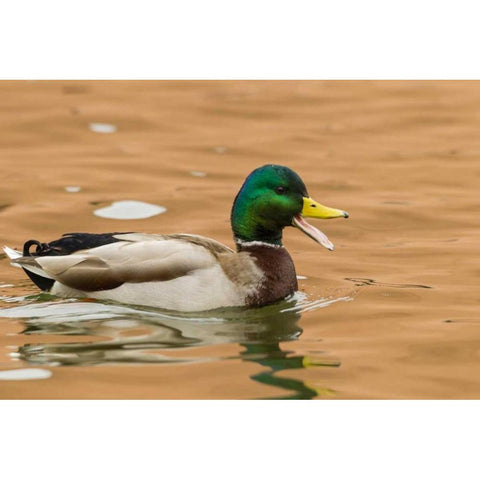 USA, New Mexico Male mallard duck in water White Modern Wood Framed Art Print by Illg, Cathy and Gordon