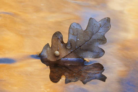 New Mexico Oak leaf in stream at Ghost Ranch White Modern Wood Framed Art Print with Double Matting by Bush, Marie