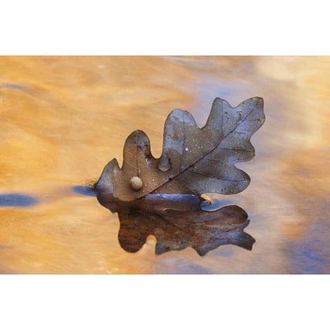 New Mexico Oak leaf in stream at Ghost Ranch Black Modern Wood Framed Art Print by Bush, Marie