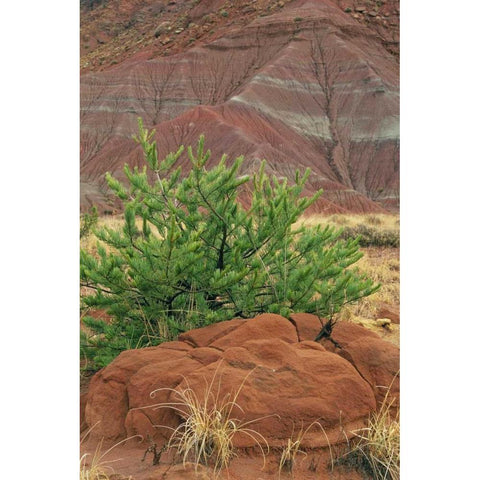 New Mexico Red rocks and green pine tree Black Modern Wood Framed Art Print by Bush, Marie