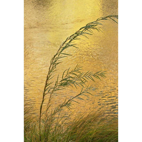 New Mexico Grass and sky reflections White Modern Wood Framed Art Print by Bush, Marie