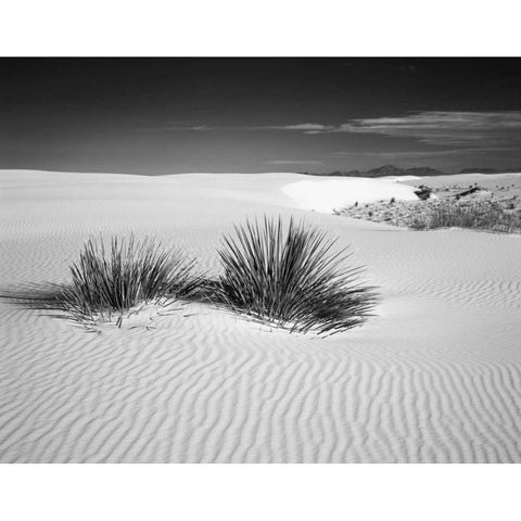 New Mexico, White Sands NM Bush in desert sand Black Modern Wood Framed Art Print by Flaherty, Dennis