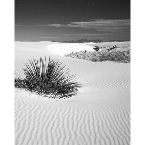 New Mexico, White Sands NM Bush in desert sand Black Modern Wood Framed Art Print by Flaherty, Dennis