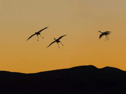 New Mexico Sandhill cranes landing at sunset Black Ornate Wood Framed Art Print with Double Matting by Paulson, Don