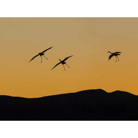 New Mexico Sandhill cranes landing at sunset Black Modern Wood Framed Art Print by Paulson, Don