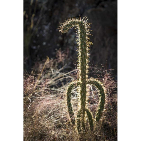 New Mexico, Valley of Fires Backlit cactus Gold Ornate Wood Framed Art Print with Double Matting by Paulson, Don