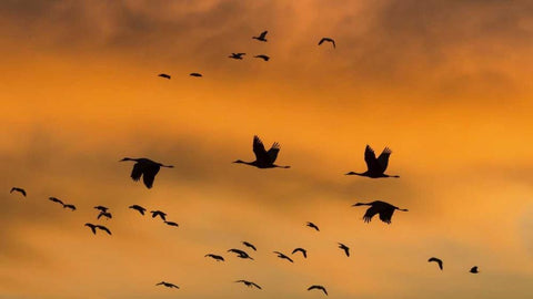 New Mexico Sandhill cranes in flight at sunset White Modern Wood Framed Art Print with Double Matting by Paulson, Don