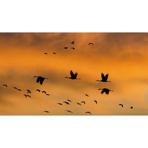 New Mexico Sandhill cranes in flight at sunset Black Modern Wood Framed Art Print by Paulson, Don