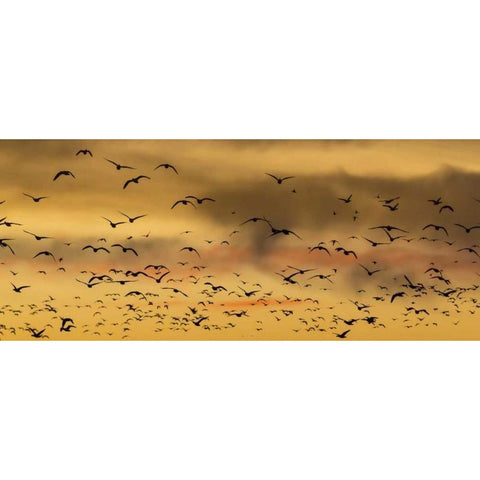 New Mexico Snow geese flying at sunset Gold Ornate Wood Framed Art Print with Double Matting by Paulson, Don