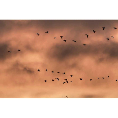 New Mexico Snow geese at sunrise White Modern Wood Framed Art Print by Paulson, Don