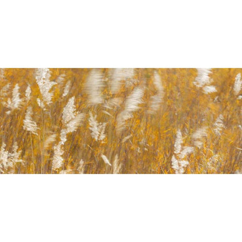 New Mexico Panoramic of blowing grasses White Modern Wood Framed Art Print by Paulson, Don