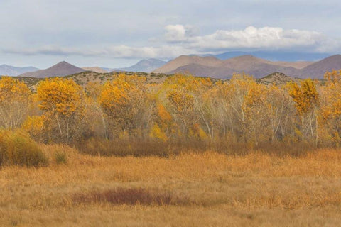 New Mexico Fall colors in grasses White Modern Wood Framed Art Print with Double Matting by Paulson, Don