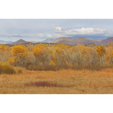 New Mexico Fall colors in grasses White Modern Wood Framed Art Print by Paulson, Don